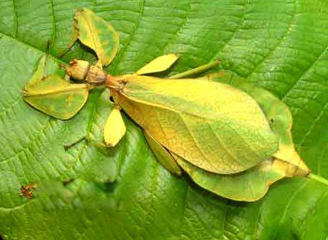 叶子虫图片长什么样 常见的种类有哪几种