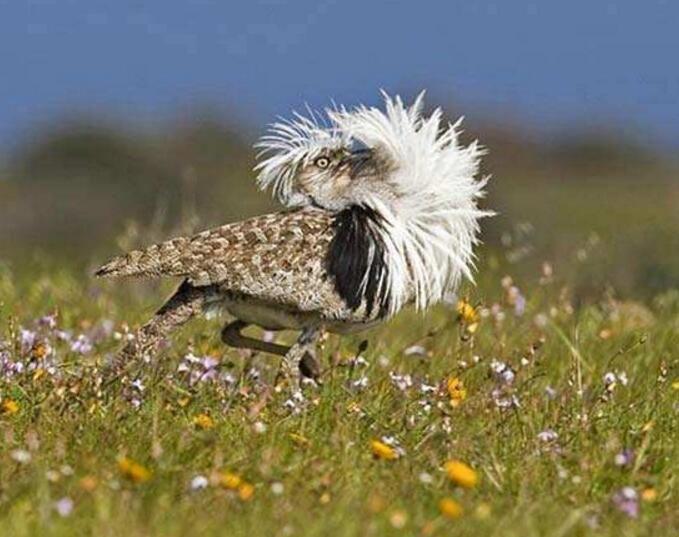 翎颌鸨是什么意思 稀有鸟类简介资料图片