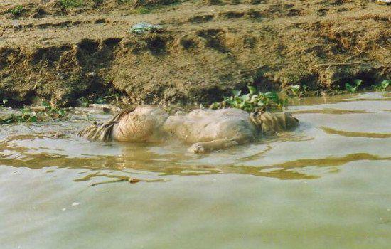 黄河透明棺材事件真相 黄河鬼棺到底讲了什么故事