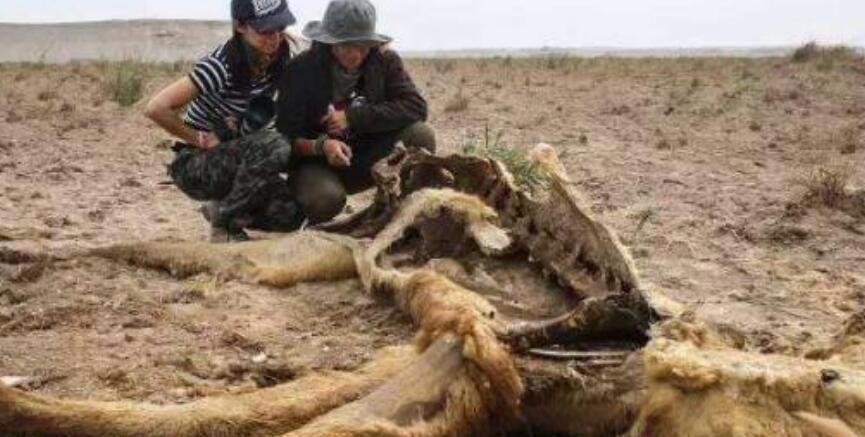 太古代十大恐怖生物 一只就能毁灭世界做不到