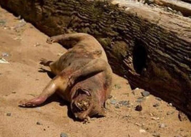 卓柏卡布拉真实图片 吸血怪兽卓柏卡布拉真的存在吗