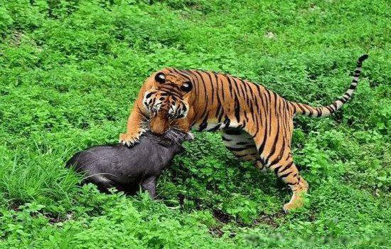 什么叫功能性灭绝 动物功能性灭绝是什么意思有哪些