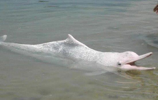 什么叫功能性灭绝 动物功能性灭绝是什么意思有哪些