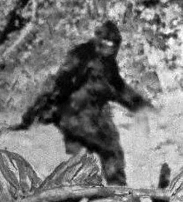 臭鼬猿长什么样子的图片 臭鼬猿真的存在吗