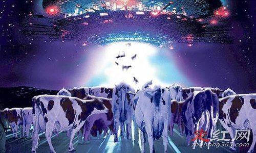 美国屠牛事件真相怎么回事 是不是真的