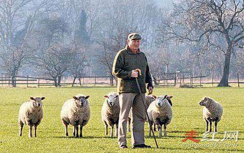 美国屠牛事件真相怎么回事 是不是真的