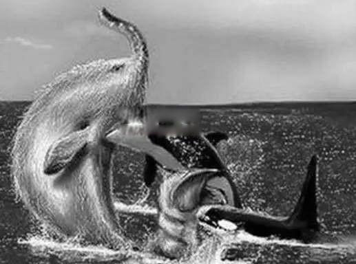 1924年南非海怪事件 看看南非海怪长什么样图片