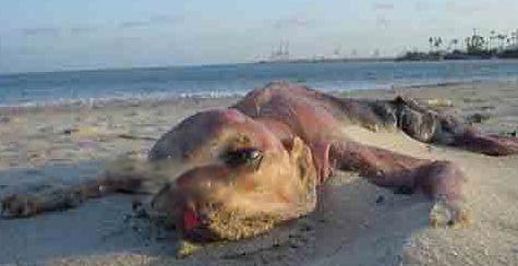 1924年南非海怪事件 看看南非海怪长什么样图片