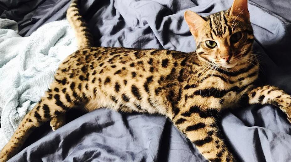 世界十大禁养名猫排行榜 是哪十种为什么被禁养