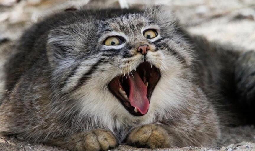 世界十大禁养名猫排行榜 是哪十种为什么被禁养