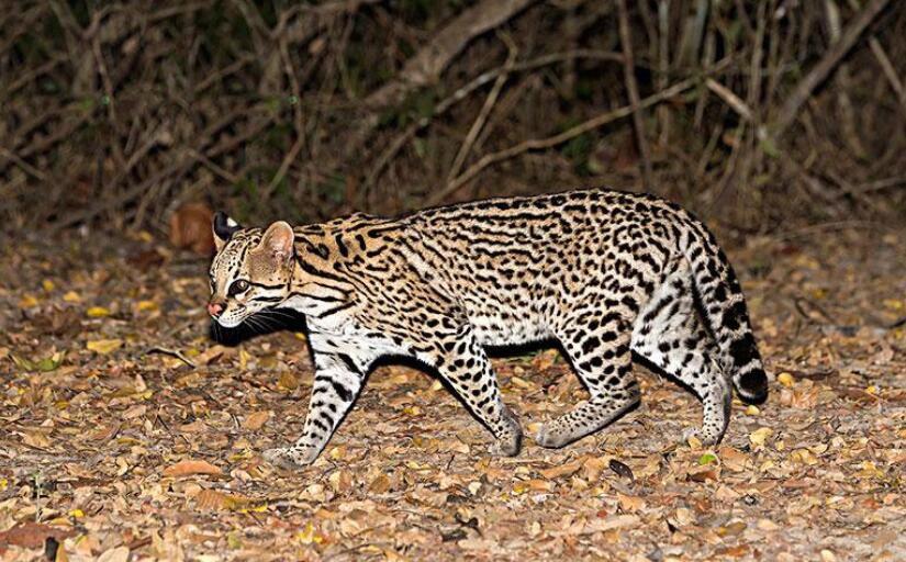 世界十大禁养名猫排行榜 是哪十种为什么被禁养