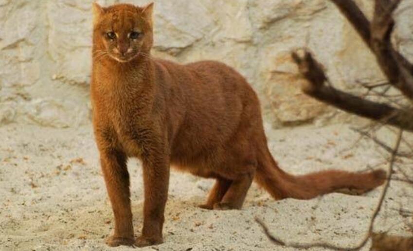 世界十大禁养名猫排行榜 是哪十种为什么被禁养