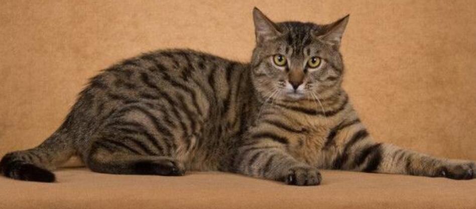 世界十大禁养名猫排行榜 是哪十种为什么被禁养