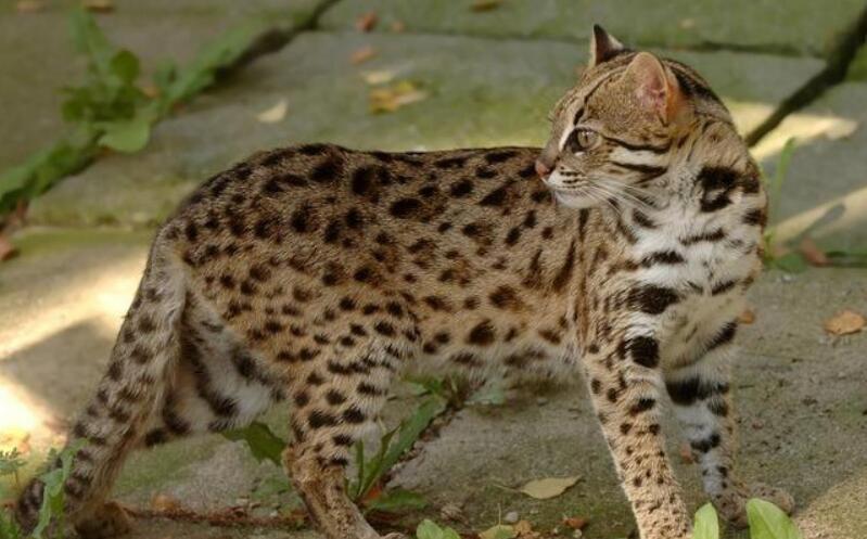 世界十大禁养名猫排行榜 是哪十种为什么被禁养