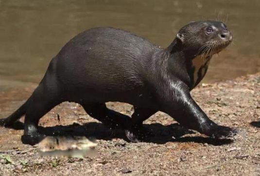 亚马逊河十大恐怖生物 最危险的动物到底有多恐怖