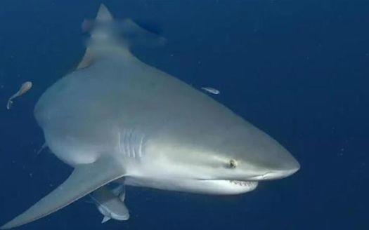 亚马逊河十大恐怖生物 最危险的动物到底有多恐怖