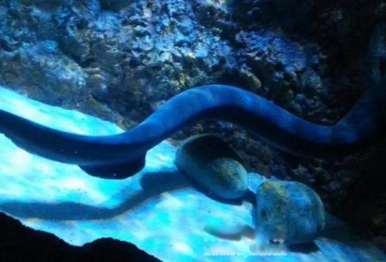 亚马逊河十大恐怖生物 最危险的动物到底有多恐怖