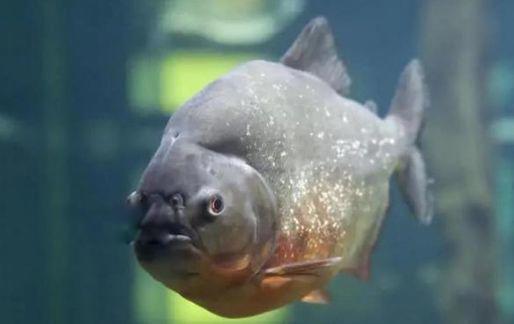 亚马逊河十大恐怖生物 最危险的动物到底有多恐怖