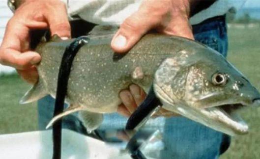 亚马逊河十大恐怖生物 最危险的动物到底有多恐怖