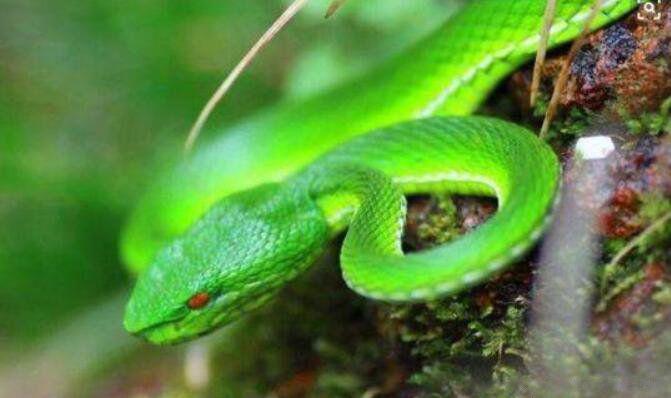 中国十大无毒蛇排行榜 第一名大王蛇个头比较大