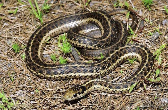 中国十大无毒蛇排行榜 第一名大王蛇个头比较大