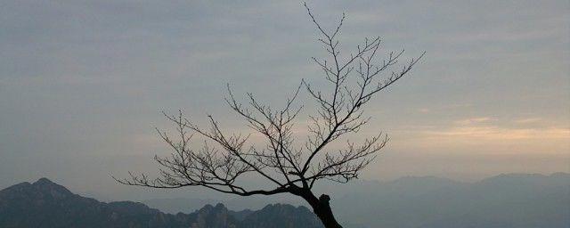 黄山在哪个省哪个市区 黄山的景物特点有哪些