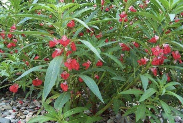 蛇最怕什么药闻到就跑 怎样防止蛇爬到院子里