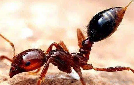 红火蚁咬伤后有何症状 最怕什么东西危害有多大