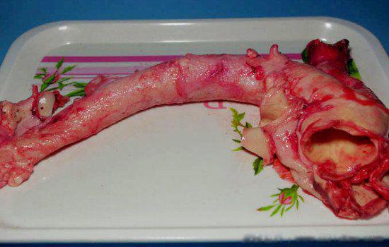 黄喉是牛的哪个部位 是什么东西哪个器官