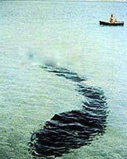 海蛇长什么样子可怕图片 5起大海蛇目击事件