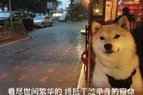 solo是什么意思网络用语 游戏中solo中文解释