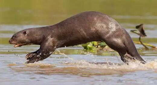 食人鱼的天敌是什么 四大天敌竟有巨獭