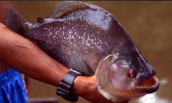 食人鱼的天敌是什么 四大天敌竟有巨獭