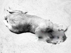 蒙托克怪兽事件怎么回事 是浣熊吗？长什么样