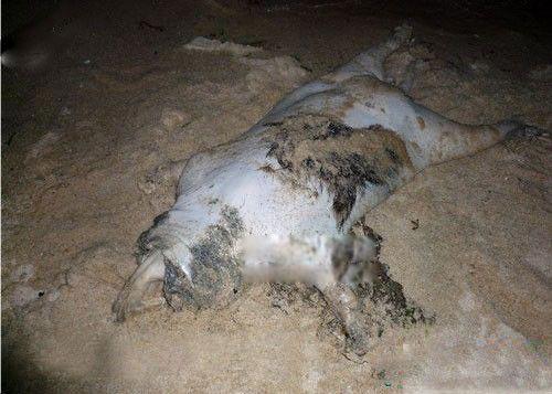 蒙托克怪兽事件怎么回事 是浣熊吗？长什么样