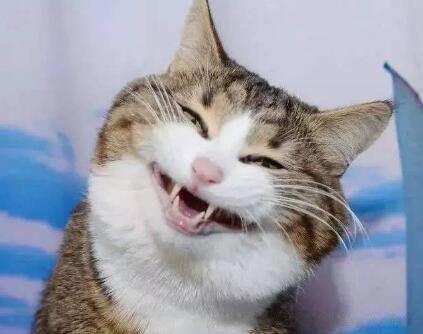 爆笑简短的笑话大全 10个笑到肚子疼超级爆笑笑话