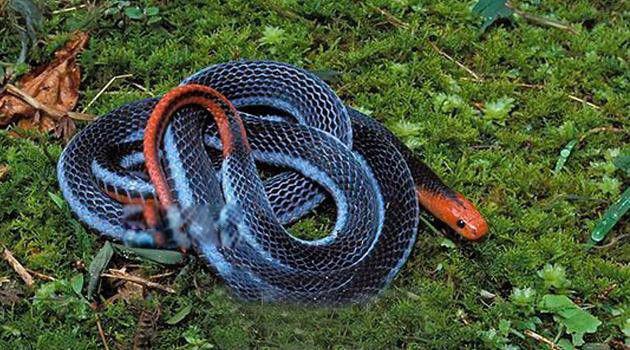 香蛇图片是什么动物 女子用蛇当耳环怎么回事