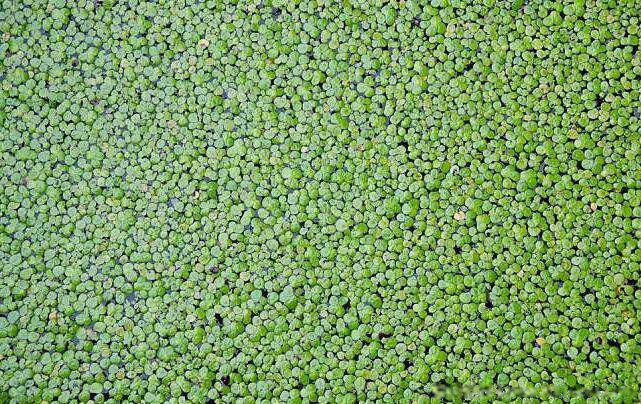 世界上生长最快的植物是什么植物 有哪些排名如何