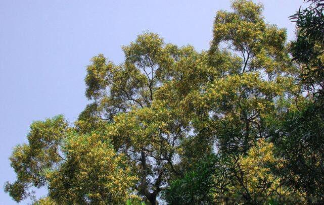 世界上生长最快的植物是什么植物 有哪些排名如何