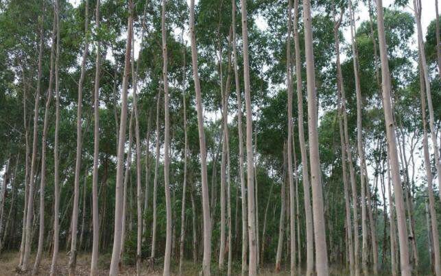 世界上生长最快的植物是什么植物 有哪些排名如何