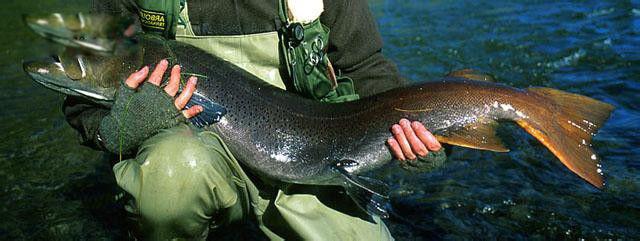 哲罗鲑鱼图片简介 喀纳斯哲罗鲑最大能有多大