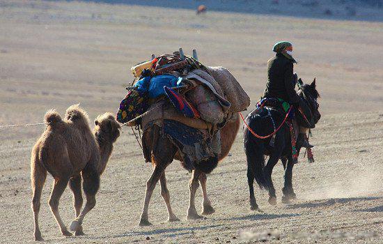 可可托海的牧羊人歌曲原唱作词作曲是谁 养蜂女回应牧羊人的歌原唱
