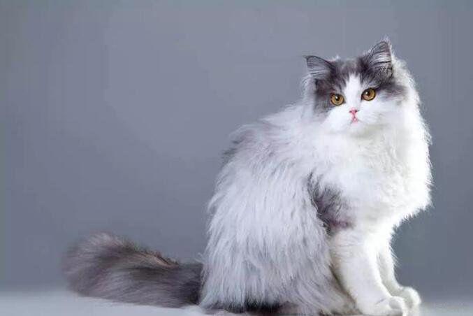 纯种波斯猫价格多少钱一只 图片价格长什么样