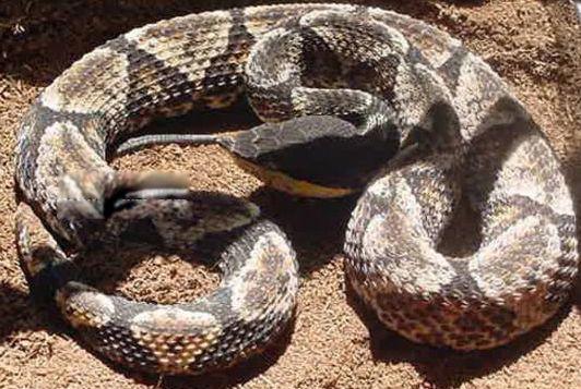 毒蛇排名前十位的图片 第四的灰蓝扁尾海蛇有神经毒素