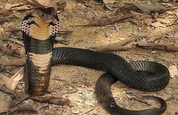 毒蛇排名前十位的图片 第四的灰蓝扁尾海蛇有神经毒素