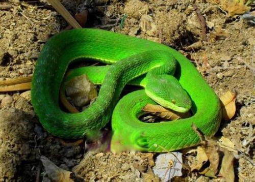 毒蛇排名前十位的图片 第四的灰蓝扁尾海蛇有神经毒素