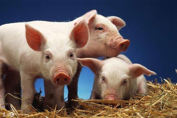 人面猪身子人的图片 人猪杂交的后代是谣言