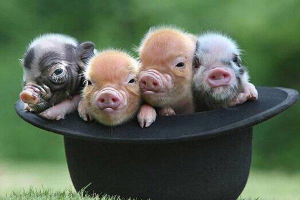 人面猪身子人的图片 人猪杂交的后代是谣言