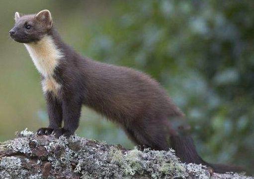 海鼬灭绝了吗？灭族的原因真相 为什么要杀他们的家族