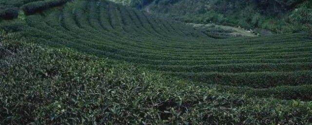 铁观音发源地在中国的哪个省份 产地是哪个地方